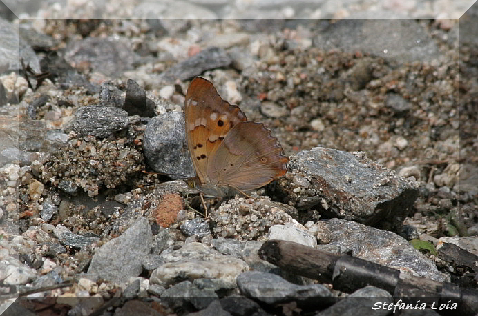 Apatura ilia